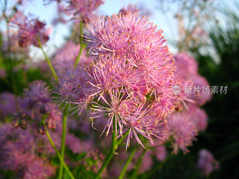 托克莱布莱特里奇・维森劳特 - 维基百科